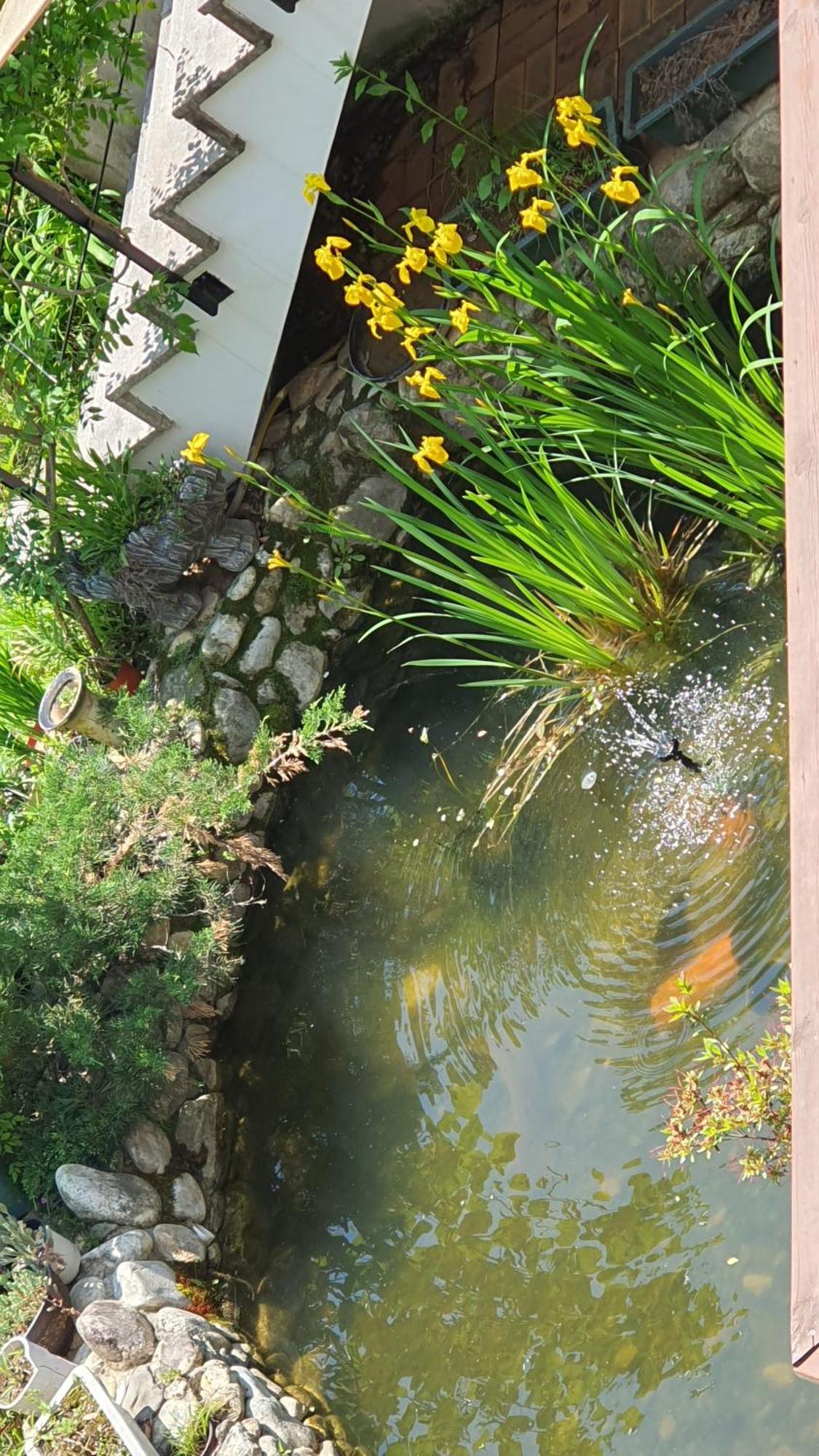 Вилла Saint Paul De Vence Тамян Номер фото